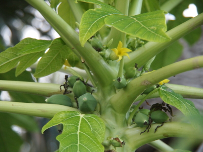 [Between the many branches which lead to the leaves are several small green nut-like looking fruit. There are also several yellow flowers which will probably become fruit.]